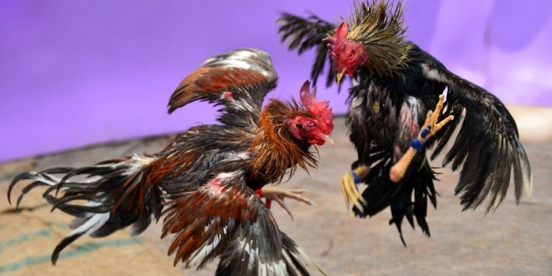 mcw 67 KM Game Bài 3d