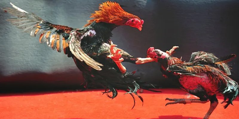 mcw 67 bắn cá h5 chơi ngay