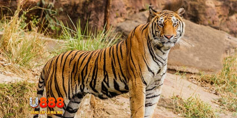 mcw 67 game nổ hủ máy bay