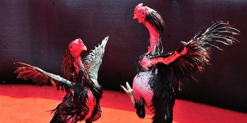 mcw 67 thị trường baccarat là gì