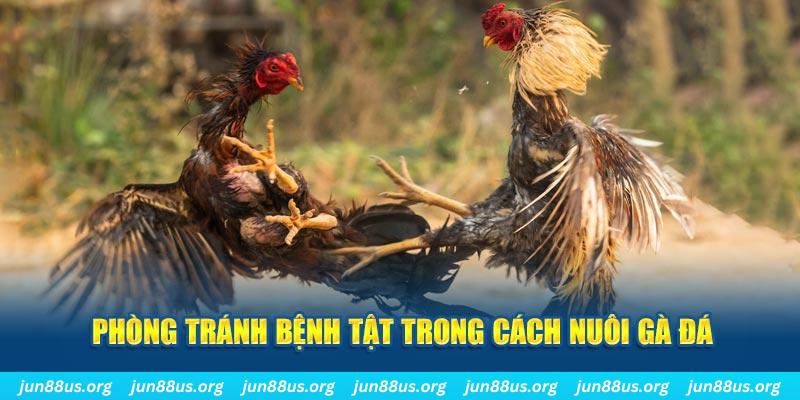 mcw 67 đăng nhập phỏm online
