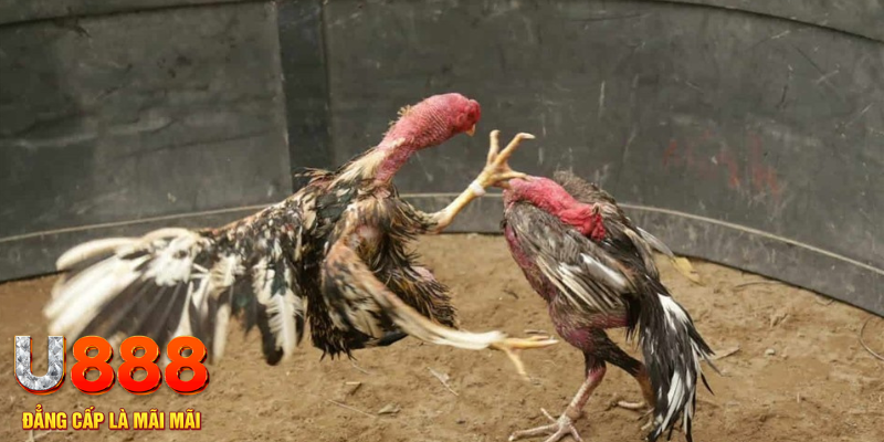 mcw 67 đăng nhập tiến lên miền nam số 1